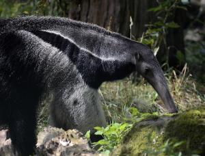 Oso hormiguero gigante