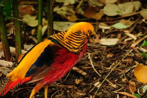 Golden pheasant