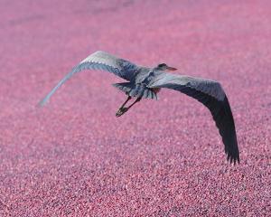 Great blue heron