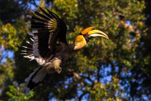 Great hornbill