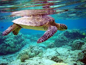 Green sea turtle