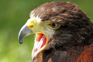 Harris' hawk