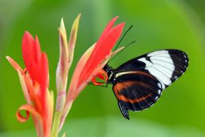 Cydno Longwing