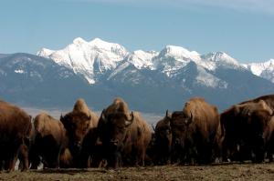 American bison