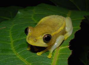 Heterixalus luteostriatus