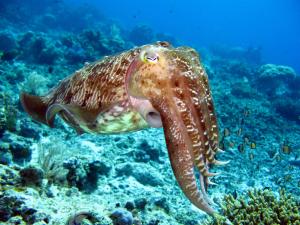 Hooded Cuttlefish