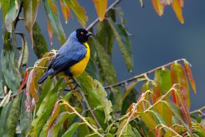 Hooded mountain tanager