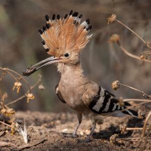 Hoopoe