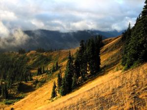 Subalpine fir