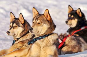 Huskies