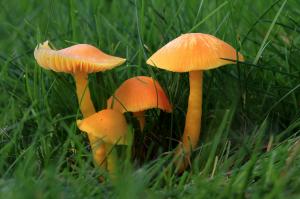 Hygrocybe ceracea