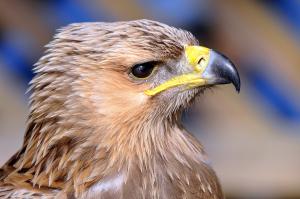 Tawny eagle