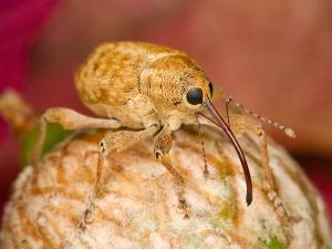 Curculio