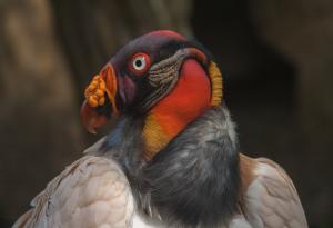 King vulture