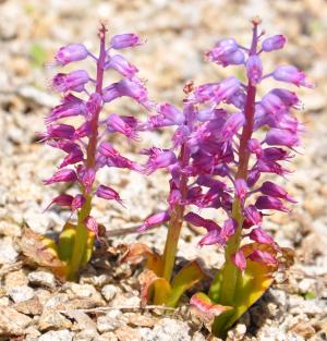 Lachenalia purpureo-caerulea