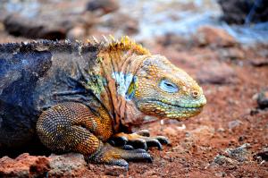 Galapagos land iguana