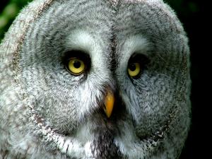 Great grey owl