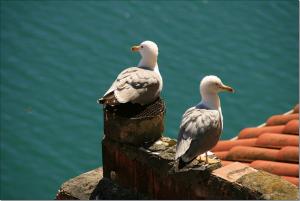 European herring gull