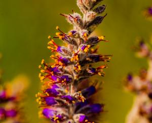 Leadplant