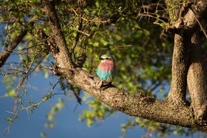 Lilac-breasted roller