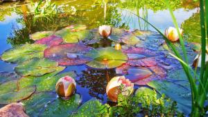 Water lilies