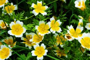 Poached egg plant