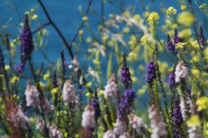 Linaria purpurea