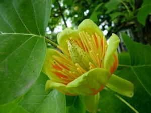 Tulip tree