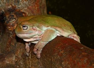 Australian green tree frog