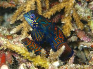 Mandarinfish