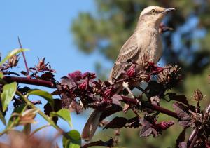 Chalk-browed mockingbird