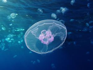 Moon jellyfish