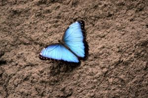 Morpho peleides