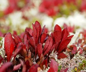 Mountain Bearberry