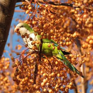 Monk parakeet