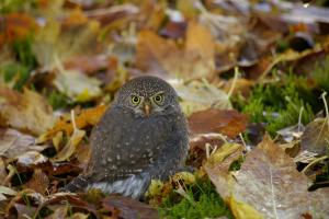 Northern pygmy owl