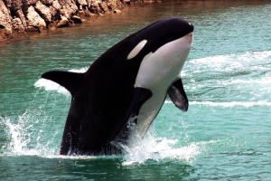 Killer whale