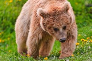 Brown bear