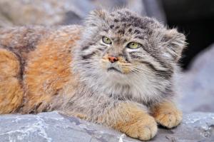 Pallas's cat