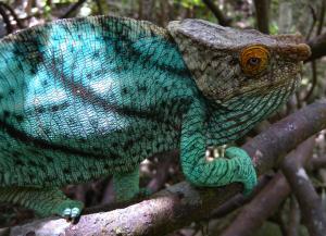 Parson's chameleon