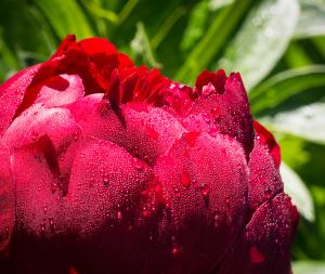 Peony