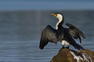 Little pied cormorant