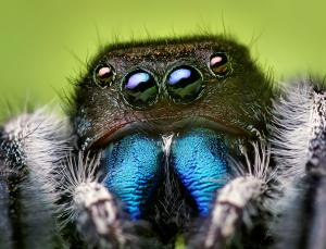 Jumping spider