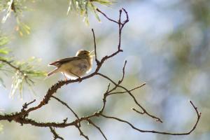 Mosquitero musical