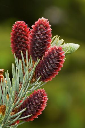 Blue spruce cones