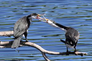 Australian pied cormorant