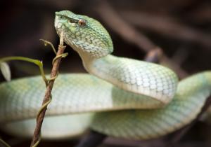 Pit viper