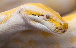 Indian python albino