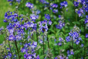 Polemonium caeruleum