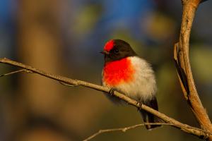 Red-capped robin